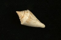 藏品(陀螺芋螺)的圖片